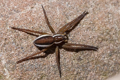 BB 12 0403 / Dolomedes fimbriatus